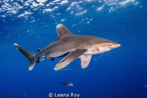 Oceanic white tip shark with fish hook in his mouth by Leena Roy 